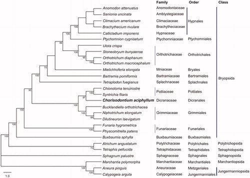 Figure 1. Phylogenetic position of Chorisodontium aciphyllum determined using the Maximum-Likelihood method based on combined analysis with amino acids sequences of 36 mitochondrial genes common in all taxa. The bootstrap values (>70) are presented near the corresponding branch. Sequences from liverworts were used as outgroup. GenBank accession number of mitogenomes used are Aneura pinguis (NC_026901), Anomodon attenuatus (NC_021931), Atrichum angustatum (NC_024520), Bartramia pomiformis (NC_024519), Brachythecium rivulare (NC_031212), Bucklandiella orthotrichacea (NC_026974), Buxbaumia aphylla (NC_024518), Callicladium imponens (NC_024516), Calypogeia arguta (NC_035978), Climacium americanum (NC_024515), Codriophorus laevigatus (NC_025931), Funaria hygrometrica (NC_024523), Lewinskya speciosa (NC_026121), Marchantia polymorpha (NC_037508), Mielichhoferia elongata (NC_036945), Niphotrichum elongatum (NC_026890), Orthotrichum diaphanum (NC_029356), Orthotrichum macrocephalum (NC_029355), Physcomitrella patens (NC_007945), Ptychomnion cygnisetum (NC_024514), Sanionia uncinata (NC_027974), Sphagnum palustre (NC_024521), Stoneobryum bunyaense (NC_031392), Syntrichia filaris (NC_027515), Tetraphis pellucida (NC_024290), Tetraplodon fuegianus (NC_028191), and Ulota crispa (NC_031393).