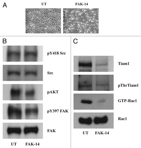 Figure 7 FAK modulates Tiam1. IEC-6 cells were grown to confluence for 3 days and serum starved for 24 h. Conditioned cells were seeded on fibronectin-coated plates with or without the focal adhesion kinase inhibitor FAK-14 (10 µM). (A) Cells were photographed after 45 min and lysed. (B and C) 20 µg protein was separated on SDS-PAGE and analyzed by western blotting using specific antibodies specific antibodies. GTP-Rac1 levels were determined by pull down assay as described in methods. Representative blots from three observations are shown.