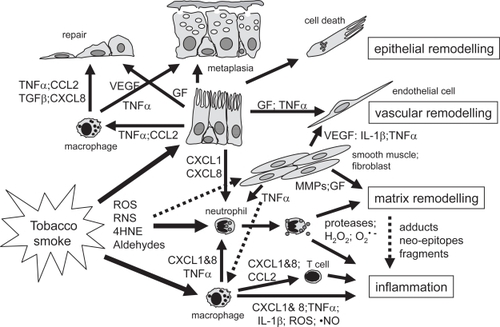 Figure 1 Simplified summary of inflammatory and remodeling mechanisms in the airways in COPD. Exposure to cigarette smoke in susceptible individuals leads to an abnormal inflammation and tissue remodeling. This appears to be self-perpetuating and may be linked to infection. Tobacco smoke activates different cell types including macrophages, epithelial and smooth muscle cells to produce cytokines, growth factors or proteases. Reactive molecules in tobacco smoke stimulate airway macrophages to produce cytokines and reactive oxygen or nitrogen species. Activated macrophages and epithelial cells attract and activate inflammatory cells including monocytes, macrophages, neutrophils and T cells. Alternatively, reactive species may react with extracellular matrix (ECM), and lipid moieties causing cell damage, gene expression or oxidative stress in different cell types. Chemokines like CXCL-8 and CXCL-1 cause T cell and neutrophil chemotaxis and activation of neutrophils to degranulate proteases like elastase and MMPs, and produce reactive oxygen species like hydrogen peroxide or O2 •–. Radicals may activate proteases that in turn fragment ECM molecules and/or form ECM neo-epitopes. Oxygen radicals may also react with ECM leading to adducts or neo-epitopes. Altered or fragmented ECM molecules may stimulate inflammation and auto-immune-like reactions. Tobacco smoke may also activate smooth muscle cells and fibroblasts to produce pro-inflammatory cytokines and growth factors (GF) like VEGF, leading to Th1-mediated inflammation and vascular remodelling. Loss of epithelial cells due to direct toxicity of smoke, TNFα-induced apoptosis, or degradation of ECM, induces a repair process. Growth factors like EGF, FGF, TGFβ1 and VEGF stimulate tissue repair and vascular remodelling seen in COPD. Epithelial remodelling (squamous or mucous metaplasia, hyperplasia) may be due to excessive growth factor production or by TNFα resulting in a loss of lung clearance function and mucus hyperproduction. A-HNE, 4-hydroxy-2-nonenal; ROS, reactive oxygen species; RNS, reactive nitrogen species.