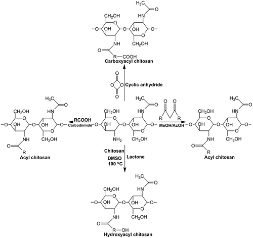 Figure 2 The synthetized reaction of N-acylated chitosan.