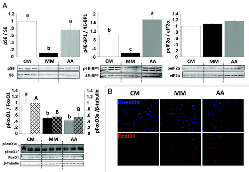 Figure 4. Effect of AA on the phosphorylation of S6, 4E-BP1, eIF2α, FoxO1 and FoxO3a proteins in trout myoblasts. (A) Four-day cultivated cells were incubated in a serum- and AA-deprived medium for 1 h. Afterwards, the culture medium was replaced with a serum- and AA-rich medium (complete medium group, CM), a serum- and AA-free medium (minimal medium group, MM) or a medium containing amino acids (Amino acids group AA) for 30 min before harvest. Cell lysates (10µg) were analyzed by western blot with the indicated antibodies. A representative blot is shown. Graphs represent the ratio between the phosphorylated protein and the total amount of the targeted protein. For FoxO proteins, filled and dashed columns represent FoxO1 and FoxO3a, respectively. Results are means ± SEM, n = 3 (mean of 3 replications) and were analyzed using one way ANOVA followed by the Student Newman–Keuls test for multiple comparisons (p < 0.05). Different letters represent significantly different values. (B) Immunolocalization of FoxO1 (red) was performed as described in Materials and Methods. Nuclei were stained with Hoescht (blue).