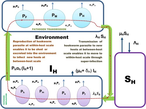 Figure 4. The schematic diagram of the embedded multiscale model of hookworm disease system of scale order 1 (Equation23(23) {1.dSH(t)dt=ΛH−βHPH(t)SH(t)P0+PH(t)−μHSH(t),2.dIH(t)dt=βHPH(t)SH(t)P0+PH(t)−(μH+δH)IH(t),3.dPF(t)dt=[IH(t)+1]αhPh(t)−(μF+αF)PF(t),4.dPM(t)dt=αFPF(t)−(μM+αM)PM(t),5.dPH(t)dt=αMPM(t)−αHPH(t),6.dPf(t)dt=βHPH(t)[SH(t)−1][P0+PH(t)]ΦH[IH(t)+1]−(μf+αf)Pf(t),7.dPs(t)dt=αfPf(t)−(μs+αs)Ps(t),8.dPm(t)dt=ϕsαsPs(t)−μmPm(t),9.dPh(t)dt=αmPm(t)−(μh+αh)Ph(t).(23) ).