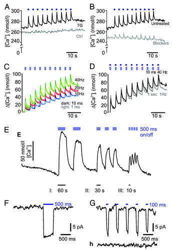 Figure 2. (A) Effect of blue LED light illumination on [Ca2+]i in ChR2-expressing transgenic TG islets (n = 11) or ChR-2 negative control islets (control; n = 7) (representative traces shown). Here, each light pulse is 100 ms long (depicted as blue dots, not to scale) and glucose concentration was 2.8 mmol/l. Ten images were acquired in between light pulses. (B) As in (A) but traces show recordings after 15 min pre-incubation with 5 µmol/l isradipine and 100 nmol/l SNX-482 (gray trace; n = 10) compared with untreated TG islets (black trace; n = 11, same trace as in [A]). (C) Changes in [Ca2+]i in response to different light protocols (for details see also Fig. S1). Each blue striped box corresponds to a 1 s stimulation segment during which ten 1 ms (light-colored traces) or ten 10 ms long (dark-colored traces) light pulses were fired at different frequencies: 10 Hz (blue traces; n = 3/8 experiments using 1 ms/10 ms pulses, respectively), 20 Hz (red traces; n = 4/4) or 40 Hz (green traces; n = 4/3). Ten images were acquired in between the 1 s long stimulation segments. (D) As in (c) but using continuous light for 1 s (n = 4) compared with pulsatile stimulation at 40 Hz and 10 ms pulse duration (n = 3). (E) Effect of longer pulsatile illumination on [Ca2+]i. Each thin blue stripe of the stimulation segment corresponds to a 500 ms light pulse with stimulation segment duration as despicted (I: 60, II: 30, and III: 10 s respectively). Images were acquired in between the single light pulses and between the stimulation segments. Representative examples of illumination-evoked currents with 500 ms (F) and 100 ms blue light pulses in single transgenic β-cells. (H) As in (G) but in ChR2-negative control islet cells.