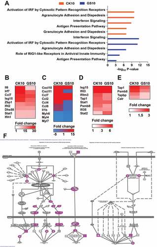 Figure 5. Canonical pathways of the lncRNAs-coexpressed mRNAs stimulated by CK10 or GS10 by IPA analysis. (A) The top canonical pathways associated with the lncRNAs-coexpressed mRNAs. (B) The expression profiles of the lncRNAs-coexpressed mRNAs related to the ‘Activation of IRF by Cytosolic Pattern Recognition Receptors’ top 1 pathway for the CK10 group. (C) The expression profiles of the lncRNAs-coexpressed mRNAs related to the ‘Agranulocyte Adhesion and Diapedesis’ top 2 pathway for the CK10 group. (D) The expression profiles of the lncRNAs-coexpressed mRNAs related to the ‘Interferon Signaling’ top 3 pathway for the CK10 group. (E) The expression profiles of the lncRNAs-coexpressed mRNAs related to the ‘Antigen Presentation Pathway’ top 4 pathway for the CK10 group. (F) The detail presentation of top 1 canonical pathway ‘Activation of IRF by Cytosolic Pattern Recognition Receptors’ induced by CK10.