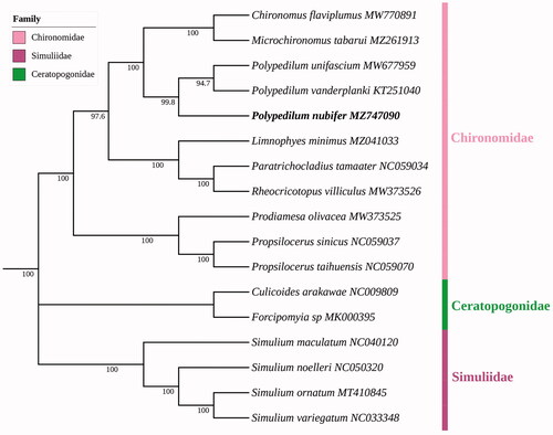 Figure 1. Maximum likelihood phylogenetic tree generated based on 37 genes from mitogenomes of 17 Chironomoidea species. Ceratopogonidae and Simuliidae are outgroups.