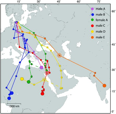 Figure 1. Autumn migration tracks of Little Ringed Plovers as revealed by geolocators. Filled small circles show three-day means of positional data and filled large circles are mean location for winter positions. Open circles indicate the location of a stopover period. Broken lines indicate unknown movement around the autumn equinox. Note that one individual was tracked for two consecutive migrations using different geolocators (male B). The map is a Mercator projection.
