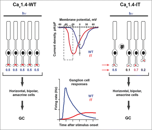 Figure 1. Retinal organization and ganglion cell (GC) signaling in wild-type (Cav1.4-WT) and Cav1.4-IT mice. Compared to WT channels, Cav1.4-IT channels activate at more negative voltages, causing greater Ca2+ influx within the physiological range of PR membrane voltages (dotted rectangle, top graph). In Cav1.4-WT retina (left), temporally precise and uniform PR responses to light rely on normal synapse structure and proper kinetics of channel activation and deactivation upon dark-light transitions (hypothetical numerical values for PR responses are shown). The result is a rapid and strong increase in GC firing in response to light stimuli (lower graph). In Cav1.4-IT retina, PR degeneration, disrupted PR synapses, and retraction of axons into the outer nuclear layer (arrows) leads to variable PR signaling. As a consequence, GCs respond to a light stimulus more sluggishly and less robustly compared to in Cav1.4-WT retina.