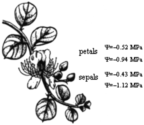 Figure 3.  Values of water (Ψ) and osmotic (Ψs) potential of floral tissues of the winter-deciduous Capparis spinosa are indicated on a drawing (© S. Rhizopoulou) of a stem bearing a flower.