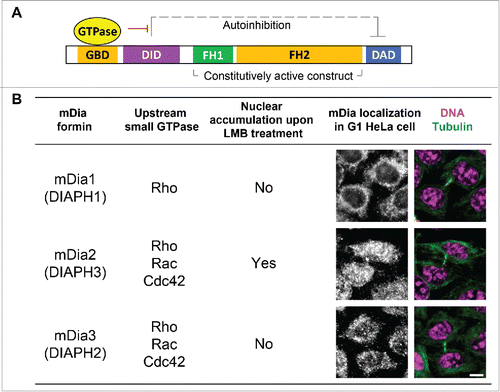 Figure 1. Diaphanous formins are effectors of the small GTPase signaling. (A) Schematic diagram of the general structure and the mode of action of diaphanous formin proteins. GBD – GTPase binding domain; DID – Dia interacting domain; FH – Formin homology domain; DAD – Dia auto-inhibition domain. Small GTPase binding releases the auto-inhibitory interaction between the DID and the DAD domains. The FH1FH2 alone can be used as a constitutively active construct that functions without the GTPase signaling. (B) Comparison between the 3 members of diaphanous subfamily formins, with emphasis on the cognate upstream small GTPase signaling and the subcellular localization. Scale bar, 10 µm.