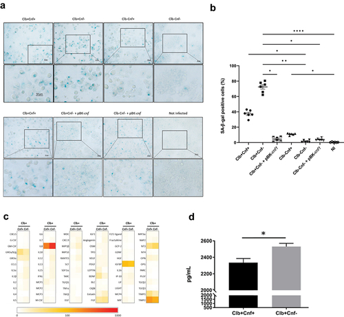 Figure 3. The cnf1 gene decreases CoPEC-induced cellular senescence and IL-8 production. HT-29 cells were infected for 3.5 h. (a) on Day 3 post-infection, senescent cells were detected by β-galactosidase staining at pH 6. Representative images are shown (b) the percentage of senescence-associated β-galactosidase-positive cells was determined. The data points represent values the mean of fields with 100 to 200 cells for each individual cell wells (n = 3). Data are representative of two independent experiments and values are represented in mean ± SEM. (c) Heatmaps showing the relative rates of senescence-associated factors secreted by cells infected with Clb+Cnf+ or with the Clb+Cnf- mutant. Control values were set to 0 (negative control) and 100 (positive control). Orange-red indicates the predominant secreted factors. (d) IL-8 amounts secreted in culture supernatant by cells infected with Clb+Cnf+ or with the Clb+Cnf- mutant. The quantification of IL-8 was performed by ELISA. Data are representative of two independent experiments from three different conditioned media. Values represent means ± SEMs. Statistical analysis was performed by Kruskal–Wallis and Mann–Whitney tests (*P <0 .05, **P <0 .01, ****P < 0.0001).