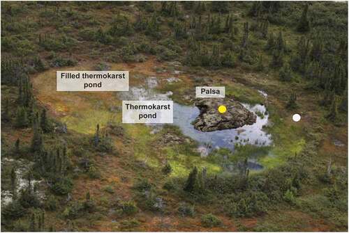 Figure 2. A view of the study peatland palsa showing distinct sectors: a palsa, a thermokarst pond and a vegetation-filled pond; photo credit: Denis Sarrazin, 2014. The yellow and white dots indicate the sampling location
