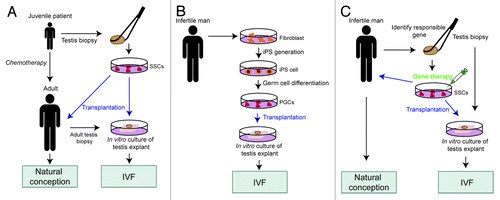 Figure 2. Potential clinical applications of the in vitro testis culture system. Blue arrows indicate germ cell transplantation in vivo or in vitro. SSCs, spermatogonial stem cells; iPS cells, induced pluripotent stem cells; PGCs, primordial germ cells; IVF, in vitro fertilization.