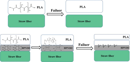 Figure 7. Schematic diagram of co-modification of HNP and CA.