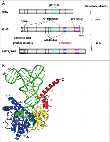 Figure 3. Structure of isopentenyl transferases and mode of substrate binding. (A) Comparison of isopentenyl transferases from E. coli (MiaA), baker's yeast (Mod5), and mammals (TRIT1, Trit1). Stretches of sequences with amino acid identity are highlighted in color. The sequence shown in green represents the P-loop involved in DMAPP binding. The turquoise sequence is the core of the active site. The blue sequences refer to amino acids interacting with the tRNA substrate (A37 binding or anticodon stem loop (ASL)-binding). The zinc-finger present in eukaryotes is depicted in violet. NLS, nuclear localization sequence. Overall sequence identity is shown on the right. The pathogenic mutation in human TRIT1 is indicated in red. The figure was prepared with IBS software.Citation95 (B) Crystal structure of Mod5- tRNACysGCA complex. The tRNA is shown in green. The DMAPP-binding and catalytic center in green balls, the zinc-finger domain is shown in red. Reproduced with permission from Zhou C and Huang RH. Crystallographic snapshots of eukaryotic dimethylallyltransferase acting on tRNA: insight into tRNA recognition and reaction mechanism. Proc Natl Acad Sci U S A 2008; 105:16142–7.