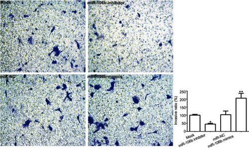 Figure 3 miR-106b promotes invasion of RCC cells in vitro. Notes: Representative images and quantification of 786-O invasive cells transfected without (Mock) or within scramble miRNA, miR-106b mimics, or miR-106b inhibitor (100×). The cell number of invasive cells were counted in randomly selected fields and presented in the bar graph (mean ± SD; *P<0.05, **P<0.01, vs mock group).