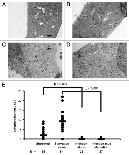 Figure 7. Absence of autophagosomes or autophagosome-like structures post vaccinia virus infection. Representative electron microscopy images of (A) untreated, (B) starved, (C) vaccinia virus infected for 24 h at a MOI of 3, and (D) vaccinia virus infected for 18 h at a MOI of 3 followed by 2 h of starvation in wild-type MEF cells. (E) Number of autophagosomes per cell under indicated conditions with cell counts (n). Arrows denote autophagosomes. Scale bars are shown; N, nucleus; IV, immature virus; IMV, intracellular mature virus. P values were calculated by Student’s t-test.