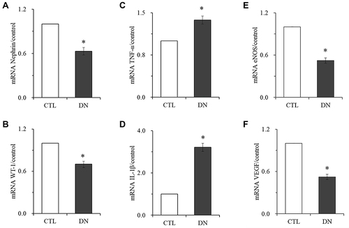 Figure 6 Comparison of Nephrin, WT-1, TNF-α, IL-1β, eNOS and VEGF mRNA expression levels of kidney. (A) Nephrin expressions. (B) WT-1 expressions. (C) TNF-α expressions. (D) IL-1β expressions. (E) eNOS expressions. (F) VEGF expressions. Data are expressed as the mean ± standard deviation (n=6). *P < 0.05, vs the CTL group.