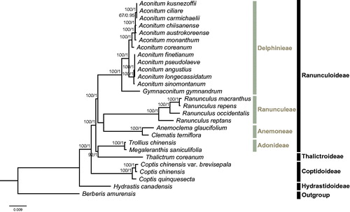 Figure 1. Molecular phylogeny of Ranunculaceae based on 75 CDSs of 27 taxa, with Berberis amurensis (Berberidaceae) as the outgroup. The accession numbers are listed as below: Aconitum angustius (MF155664), Aconitum austrokoreense (KT820663), Aconitum carmichaelii (KY407560), Aconitum coreanum (KT820667), Aconitum chiisanense (KT820665), Aconitum ciliare (KT820666), Aconitum kusnezoffii (KT820671), Aconitum finetianum (MF155665), Aconitum longecassidatum (KY407561), Aconitum monanthum (KT820672), Aconitum pseudolaeve (KY407562), Aconitum sinomontanum (MF155666), Anemoclema glaucifolium (NC_037194), Berberis amurensis (KM057374), Clematis terniflora (KJ956785), Coptis chinensis (NC_036485), Coptis quinquesecta (MG585353), Gymnaconitum gymnandrum (KT964697), Hydrastis canadensis (KY085918), Megaleranthis saniculifolia (FJ597983), Ranunculus macranthus (DQ359689), Ranunculus occidentalis (KX557270), Ranunculus repens (KY562594), Ranunculus reptans (KY562596), Thalictrum coreanum (KM206568), and Trollius chinensis (KX752098).