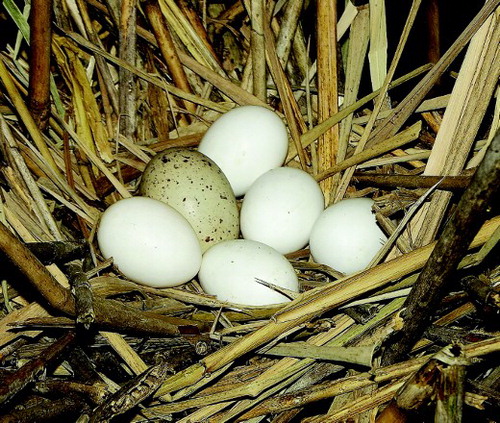 Figure 1. Naturally parasitized nest of the Little Bittern by the Common Moorhen, 18 June 2014, Štúrovo (photo by A. Trnka).