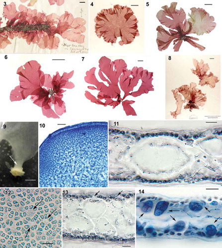 Figs. 3–14. Judithia delicatissima habit and vegetative structure. Fig. 3. Holotype, Gore Bay, Canterbury, cystocarpic (UC513609). Fig. 4. NCU 634646, Stewart Island, cystocarpic. Fig. 5. WELT A024374/A, cystocarpic, Marfell’s Beach. Fig. 6. WELT A033080, cystocarpic, Marfell’s Beach. Fig. 7. WELT A033081, tetrasporic, Marfell’s Beach. Fig. 8. NCU 634639, tetrasporic, Stewart Island. Fig. 9. Blade enlarging abruptly from stipe (arrow). Fig. 10. Cross-section through a stipe. Fig. 11. Cross section through blade showing the medulla composed of a single layer of cell. Fig. 12. Cortical cells in surface view with some holes (arrows). Fig. 13. Cross-section through blade, note gap (arrows) in cortical layer. Fig. 14. Cross-section through tetrasporic blade bearing cruciately divided tetrasporangia (arrows). Figs 10–12, 14: aniline blue; Fig. 13: haematoxylin. Figs 9, 10, 12 (WELT A024374A); Fig. 14 (WELT A024374B); Figs 11, 13 (WELT A033083). Scale bars: Figs 3–8 = 2 cm; Fig. 9 = 1 mm; Fig. 10 = 100 µm; Figs 11–14 = 20 µm.