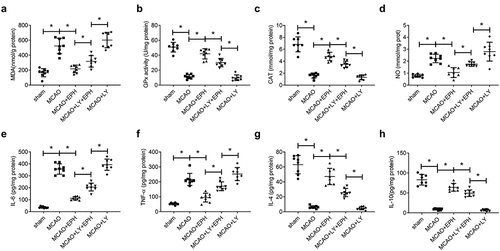 Figure 6. EPH extenuated oxidative stress and inflammatory response in MCAO rats by activating PI3K/AKT pathway. (a-d) The levels of MDA, GPx, CAT and NO in brain tissues of rats were analyzed by the corresponding kits. (e-h) The contents of IL-6, TNF-α, IL-4 and IL-10 in brain tissues of rats were detected by ELISA kits. N = 8. *p < 0.05