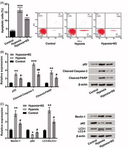 Figure 2. Hypoxia-induced apoptosis and autophagy were inhibited by 6 G in the cardiomyocytes. (A) 6 G suppressed hypoxia-induced apoptosis determined using Annexin V-FITC/PI assay. The relative expression of apoptosis-related proteins (p53, Cleaved-Caspase-3 and Cleaved-PARP) (B) and autophagy-related proteins (Beclin-1, p62, LC3-I and LC3-II) (C) were quantified using Western blot assay. H9c2 cells were neither treated with 6 G nor induced by hypoxia in the Control group; H9c2 cells were induced by hypoxia for 24 h in the Hypoxia group; H9c2 cells were treated with 50 μM 6 G for 24 h before hypoxia-induced injury in the Hypoxia + 6 G group. 6 G: [6]-Gingerol. *p < .05, **p < .01 or ***p < .001 vs Control; #p < .05 or ##p < .01 vs Hypoxia.