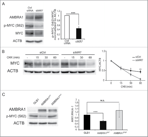 Figure 5. Inhibition of endogenous MIR7–3HG (MIR7) leads to an increase of MYC dephosphorylation and to a decrease in cell proliferation. (A) Western blot analysis of AMBRA1, p-MYC (S62) and MYC levels, 72 h after A549 cells transfection with siMIR7 (siRNA anti-MIR7–3HG) or negative siRNA control (Ctrl siRNA, control siRNA). ACTB was used as a loading control. One representative western blot of 3 independent experiments is shown. The right graph shows the ratio between p-MYC (S62) and MYC proteins (ImageJ densitometry analysis of 3 independent experiments [mean ± SD of independent experiments, ***p < 0.001]). (B) Cells transfected with siMIR7–3HG or negative siRNA control (Ctrl siRNA, control siRNA) were treated with 50 μg ml−1 cycloheximide (CHX) and collected at the indicated time points. Protein extracts of cells were analyzed by western blot, using antibodies against MYC. ACTB was used as a loading control. The right panel shows ImageJ densitometry analysis of the band of 3 independent experiments (mean ± SD of independent experiments,**p < 0.01, *p < 0.05). (C) Western blot analysis in the A549 cell line of cytoplasmic p-MYC (S62) 72 h after transfection with a plasmid encoding AMBRA1WT, AMBRA1PXP or with GLB1/ß-galactosidase, as a negative control. The right graph shows the relative quantification of endogenous MIR7–3HG in A549 cells after transfection. The level of endogenous MIR7–3HG was analyzed by quantitative RT-PCR. Relative quantification was measured using the comparative cycle threshold (ΔΔCt) method (mean ± SD of 3 independent experiments, *p < 0.05).