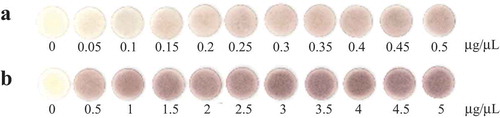 Figure 1. The authentic images of paper discs colored with a red-purple chitosan–I3− complex. (a) The low concentration range. (b) The high concentration range.