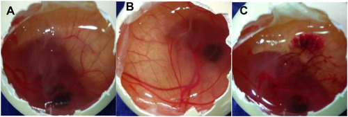 Figure 9 HET-CAM images (A) CTM-CHNPopt, (B) normal saline (negative control), (C) 0.1M NaOH (positive control) (C).