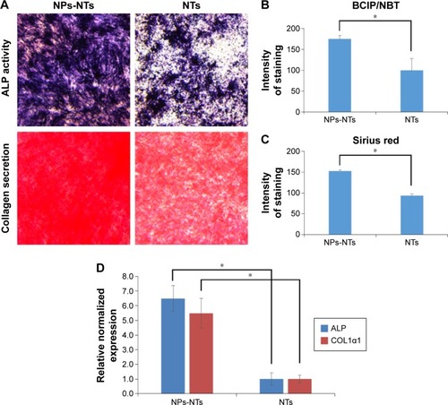 Figure 7 Osteogenic differentiation of mesenchymal stem cells on the titanium surface.Notes: (A) ALP activity and collagen secretion staining. (B) Semiquantitative data of ALP activity. (C) Semiquantitative data of collagen secretion. (D) The relative messenger RNA level of ALP and COL1α1 determined by quantitative polymerase chain reaction. *P<0.05.Abbreviations: ALP, alkaline phosphatase; NTs, nanotubes; NPs, nanoparticles; COL1α1, collagen type Iα1; BCIP/NBT, 5-Bromo-4-chloro-3-indolyl phosphate/Nitro blue tetrazolium.