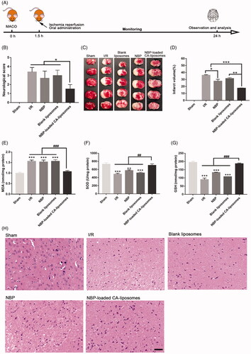 Figure 5. In vivo efficacy of NBP-loaded CA-liposomes against the cerebral I/R in rats. (A) Diagram of disease model establishment and drug-dosing regimen. (B) Neurological deficits assessed at 24 h post perfusion. (C) Representative images of infarcted brain areas indicated by TTC staining. (D) Quantitative analysis of the infarcted brain regions. The ratios of infarcts area to whole brain area were calculated. Levels of the brain MDA (E), SOD (F) and GSH (G) activity of rats 24 h after different treatment protocols. (H) H&E staining of injured cerebral hemisphere examined by a light microscope. Scale bar = 100 µm. Data in panels B and D-G are mean ± SD (n = 10). *p<.05, **p < .01, ***p < .001, #p < .05, ##p < .01, ###p < .001.