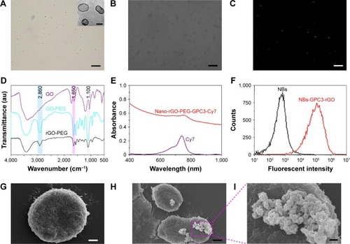 Figure 2 Characterization of nanobubbles, proof the chains are convelent together.Notes: Bar in A–C is 10 μm, inset in Figure 2A, bar=100 nm, bar in G and H=4 μm, bar in I=0.6 μm. (A) Nanobubbles (NBs) in suspension were milk white in color. Pure NB solution was observed under a light microscope (magnification, 1,000×). (B) Avidinylated nanobubbles were observed under a light microscope (magnification, 1,000×). (C) Nanobubbles conjugated with FITC-labeled avidin under fluorescence microscopy (magnification, 1,000×). The surface of nanobubbles appeared green under fluorescence microscopy, indicating that FITC-labeled avidin was packaged on the NB surface. (D) Fourier transform infrared (FTIR) spectra of graphene oxide-polyethylene glycol (GO-PEG) and reduced graphene oxide (rGO)-PEG. The GO-PEG and rGO-PEG sample was filtered over three times through a 100 kDa molecular weight cutoff (MWCO) filter to completely remove any unconjugated PEG (10 kDa). (E) AUV-vis-near-infrared (NIR) spectrum of nano-rGO-PEG-GPC3-cy7 and free cy7 dye solution. (F) Binding efficiency of biotinylated FITC-labeled rGO-PEG-GPC3 with avidinylated NBs was determined by flow cytometry. Comparison of the fluorescence intensities for NBs (black line, control) and FITC-labeled NBs-GPC3-rGO (red line) implies successful binding of rGO-PEG-GPC3 with avidinylated NBs. (G) Scanning electron microscopy revealed normal surface morphology of the Hep G2 cells (4,000×). Under scanning electron microscopy, targeted NBs-GPC3-rGO were clustered on the surface of the Hep G2 cells (H and I, 4,000× and 10,000×, respectively).Abbreviation: GPC3, heparin sulfate proteoglycan glypican-3.