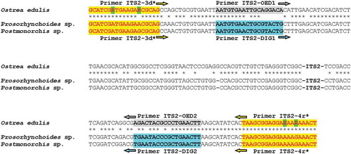 Figure 3. 5.8S and 28S rDNA sequence alignment of Ostrea edulis, Prosorhynchoides sp. and Postmonorchis sp. Specific primers designed and used in this work are boxed and labelled. Primers ITS2-3d*/ITS2-4r* are boxed in yellow; degenerated positions are highlighted in green.