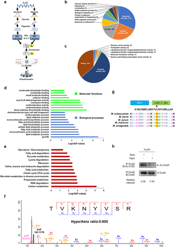 Fig. 1 Hypoxia induces deacetylation of DosR.a Workflow of quantitative proteomics analysis of lysine acetylation in H37Rv under hypoxia. Mtb H37Rv was cultured under aeration or hypoxia in conical screw-capped Nephelo flasks with 20 mm side arms according to the Wayne model. Samples for aeration (Aera) and hypoxia (Hypo) cultures were harvested after 12 days. Proteins were extracted and digested by trypsin. After separate labeling with a tandem mass tag (TMT) 6-plex kit, peptides from Aera or Hypo were mixed 1:1, enriched with anti-acetyl lysine antibody beads and loaded for LC–MS/MS analysis. The resulting MS/MS data were processed for bioinformatics analysis. b, c Gene ontology functional classification of biological processes (b) and molecular functions (c) of 215 upregulated acetylated proteins under hypoxia. d Gene ontology enrichment analysis of biological processes and molecular functions of 215 upregulated acetylated proteins under hypoxia. The differently colored bars indicate the corrected p values for the enrichment of the annotations. e KEGG pathway enrichment analysis of 215 upregulated acetylated proteins under hypoxia. f Mass spectroscopy (MS) analysis identified K182 acetylation of DosR. g K182 in DosR is conserved among various mycobacteria species. The asterisk denotes the conserved lysine residue, and this result was analyzed by DNASTAR software. h Acetylation of DosRK182 in H37Rv WCL under hypoxia was downregulated. H37Rv were grown under aeration or hypoxia in 7H9 broth supplemented with 10% ADC for 3 days. DosR proteins were immunoprecipitated (IP) by the anti-DosR antibody. The acetylation level of DosR was determined by immunoblotting (IB) using an anti-DosR Ac-K182-specific polyclonal antibody. Western blots are representative of at least three independent experiments