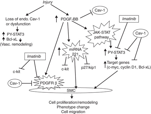 Figure 1. Initial injury leads to the loss or dysfunction of endothelial caveolin-1 and increased expression of PDGF-BB. This figure depicts the possible PDGF-mediated pathways and the sites of inhibitory activity of imatinib.