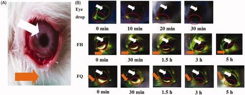 Figure 3. (A) The lower fornix of the rabbits’ eyes and the anterior surface of the eyeball. (B) Fluorescence photographs of rabbit eyes after application of sodium fluorescein-loaded formulations. Orange and white arrows indicate the release of sodium fluorescein by the gels and the location of the eyeball, respectively.