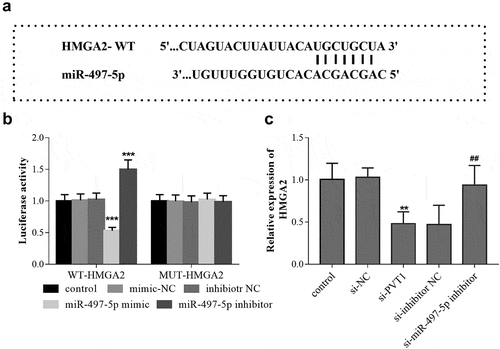 Figure 5. HMGA2 is the target gene of miR-497-5p. TargetScan predicted the binding sites between 3ʹ-UTR of HMGA2 and miR-497-5p (a). Luciferase activity assay was performed, and the luciferase activity (b) of cells in the different groups was detected. The levels of HMGA2 mRNA (c) in cells under different transfection were measured using qRT-PCR. ** P < 0.01, *** P < 0.001, compared with control group; ## P < 0.01, compared with si-PVT1 group