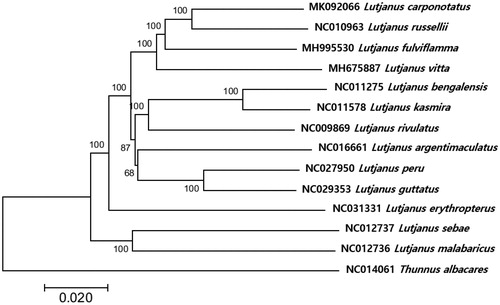Figure 1. Phylogenetic relationship of Lutjanus carponotatus within family Lutjanidae. Phylogenetic analysis of Lutjanus carponotatus was constructed with the mitogenome sequences by MEGA7 software with Minimum Evolution (ME) algorithm with 1000 bootstrap replications. GenBank Accession numbers were shown followed by each scientific name. The mitogenome sequence of Thunnus albacares (NC014061) was used as an outgroup.