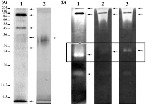 Figure 10. (A) Electrophoretic profiles of dialysate (lane 1) and purified enzyme (lane 2) by 12% SDS–PAGE under reducing conditions. Molecular weight markers are shown on the left. (B) Caseinolytic profiles of dialysate (lane 1) were performed by 12% SDS–PAGE–zymogram assay containing casein as a substrate. Zymograms were developed overnight at 37 °C in the presence of protease inhibitors as PMSF (lane 2) and EDTA (lane 3) at pH 10.5. Caseinolytic activity was observed as colorless bands.