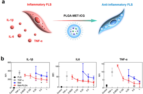 Figure 4 Evaluation of anti-inflammatory effects PLGA-MET on FLS via real-time PCR. (a) Illustration of the effects of the nanodrug on inflammatory cytokines and macrophage polarization. (b) The effect of PLGA-MET on pro-inflammatory cytokines (IL-1β, IL-6, and TNF- α). FLS were stimulated with 50 ng/mL TNF-α and then incubated with different compounds. PLGA-MET led to the downregulation of the expression of all inflammatory cytokines. The data are presented as mean ± SEM (n = 3). *p < 0.05 and **p < 0.01.