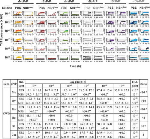 Figure 1. Reactivity of rPrPs to CWD prions in RT-QuIC in the presence and absence of normal brain homogenates. Representative line graphs for the detection of CWD prions serially diluted with PBS (left column) or 2% brain homogenates in PBS of CWD-negative white-tail deer (normal brain homogenate, NBH) (final concentration of NBH in the reaction mixture was 0.1%) (right column). Detections performed using rMoPrP (red to yellow), rBvPrP (brown), rHaPrP (green), rBoPrP (black), rShPrP (purple), and rCerPrP (blue) are shown. ThT intensities from triplicate wells were plotted against reaction time using different brightness or colours. Dotted lines indicate the thresholds of reaction calculated from the mean ThT fluorescence intensity plus 5 × SD of negative control wells (without brain homogenates). Lag phases (mean ± SD), endpoints, and ratios of the endpoints [Ratio, endpoint (PBS)/endpoint (NBH)] are summarized in the table. *: p < 0.05, **: p < 0.01 by welch t-test