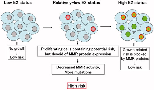 Figure 2. Schematic demonstration of the E2 concentration, proliferation of normal endometrial glandular cells, mismatch repair protein expression, and cancer risk. Cells under a low E2 status show the weak MMR protein expression and no proliferating activity. Cells under a high E2 status show the strong MMR protein expression and the high proliferating activity, indicated by the darkest gray nuclei. Cells under a relatively-low E2 concentration show a few proliferating cells with the weak MMR protein expression, indicated by darker gray nuclei.