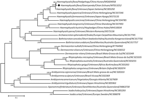 Figure 1. Maximum likelihood tree inferred from concatenated amino-acid sequences of twenty mt protein-coding genes of H. flava and other related ticks, utilizing MtArt model and after 1,000,000 bootstrap replications (<50% support not shown). The black diamond sign represents the species in this study.