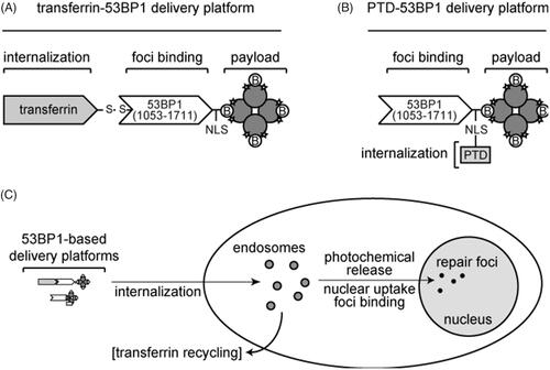 Figure 1. 53BP1-based delivery platforms. (A) Multicomponent transferrin-53BP1 delivery platform. The first component (transferrin) provides cell internalization function, the second (a 53BP1 fragment) provides a foci-binding function, and the third (streptavidin) is the model payload. Transferrin and 53BP1 are linked by a scissile disulfide bond. Other features include a nuclear localization sequence (NLS), biotin (B) molecules bound to the tetrameric streptavidin, and covalently linked Alexa Fluor 488 (stars). (B) PTD-53BP1 delivery platform. A protein transduction domain (PTD) is fused to the primary sequence of 53BP1 to provide cell internalization function. Other symbols are as in Panel A. (C) Overall scheme showing internalization, photochemical release, nuclear uptake, foci binding, and recycling of transferrin to the cell surface.