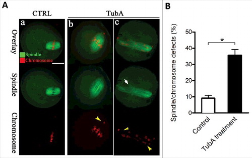 Figure 3. Effects of HDAC6 inhibition on spindle assembly and chromosome organization in oocytes. (A) Control and TubA-treated oocytes were immunostained with anti-α-tubulin antibody to visualize the spindle (green) and counterstained with PtdIns to visualize chromosomes (red). Representative confocal sections are shown. Control metaphase oocytes (a) present a typical barrel-shape spindle and well-organized chromosomes on the metaphase plate; (b, c) TubA-treated oocytes frequently show abnormal spindles (arrow) and chromosome misalignment (arrowheads). Scale bar, 25 μm. (B) Quantification of control (n = 120) and TubA-treated (n = 126) oocytes with spindle/chromosome defects. Data are expressed as mean percentage ± SD from 3 independent experiments. *p< 0.05 vs. controls.