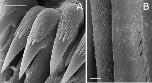 Figure 13. Amphitrite affinis (67°39′ N, 22°36′ W, 650 m): A, uncini (scale 10 μm); B, notochaetae (scale 3 μm).