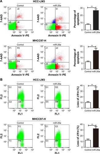 Figure 2 miR-26a upregulation induced the apoptosis of HCC cells through a mitochondrial pathway.