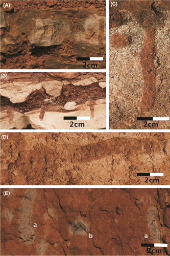 Figure 3. Occurrence characteristics of Skolithos and Palaeophycus in the Upper Cretaceous of Xixia Basin. (A) S. linearis, (B) S. verticalis, (C, D) S. magnus, (E-a) P. tubularis, (E-b) P. heberti.