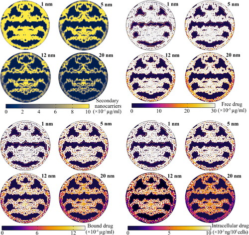 Figure 11. Spatial distribution of therapeutic agents inside the tumor interstitium at maximum value. Smaller secondary nanoparticles have higher concentrations and higher penetration depths than their larger counterparts. This causes the penetration depth and concentration of the free drug, followed by the internalized drug, to be greater.