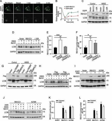 Figure 8. Acetylation of K276 in N-terminal IDR of RB1CC1 is important for autophagosome formation. (A and B) MCF7 cells were transfected with expression vector encoding EGFP-RB1CC1 and EGFP-ΔIDR as indicated. (A) Fluorescence intensity recovery of a RB1CC1 body (boxed by dotted lines) after photobleaching. Scale bar: 2 μm. (B) Quantification of FRAP data for images in A. Bleaching event occurs at t = 0 s. Data plotted as means ± SEM (n = 3). (C and D) RB1CC1-null MCF7 cells were transfected with expression vectors for EGFP-tagged RB1CC1 or its mutant ΔIDR. (C) Cell lysates from these cells cultured under normal or starvation (HBSS) conditions were analyzed by immunoblotting with different antibodies, as indicated. (D) These cells were subjected to autophagy flux assay with Baf-A1 and lysates were analyzed under various conditions, as indicated. (E and F) MCF7 cells with CREBBP knockdown were co-transfected with expression vector for EGFP-RB1CC1 and mCherry-tagged CREBBP or CREBBP[LD] mutant, as indicated. Quantification of the puncta size (E) and number per cell (F) of RB1CC1 bodies are shown (n > 10 cells per sample) as mean ± SEM from three independent experiments. *P < 0.05; ***P < 0.001. (G and H) MCF7 cells were transfected with expression vectors for Flag-tagged CREBBP or CREBBP[LD] mutant. (G) Cell lysates from these cells cultured under normal or starvation (HBSS) conditions were analyzed by immunoblotting with different antibodies, as indicated. (H) These cells were subjected to autophagy flux assay with Baf-A1 and lysates were analyzed under various conditions, as indicated. (I and L) RB1CC1-null MCF7 cells were transfected with expression vectors for EGFP-tagged RB1CC1 or RB1CC1K276R mutant. (I) Following treatment of cells with 10 μM A485 treatment for 2 h, cell lysates were prepared and analyzed by immunoblotting with different antibodies, as indicated. (J) Cells were subjected to autophagy flux assay with Baf-A1 in the presence or absence of 10 μM A485 treatment for 2 h nd lysates were analyzed under various conditions, as indicated. Panels K and L show quantification of the puncta size (K) and number per cell (L) of RB1CC1 bodies (n > 10 cells per sample) as mean ± SEM from three independent experiments. *P < 0.05.